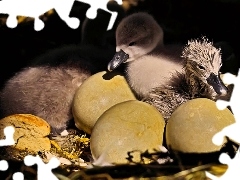Łabędź, Małe