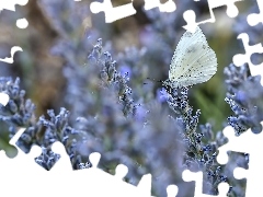 Motylek, Lawenda, Motyl