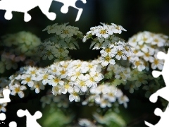 Kwiaty, Białe