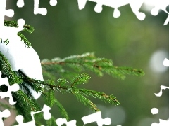 Świerk, Śnieg, Gałązka
