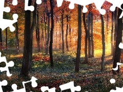 Światło, Przebijające, Las, Drzewa