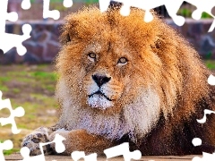 Grzywa, Zoo, Lew