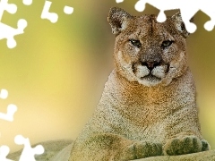 Skała, Puma