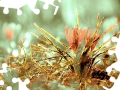 Fractalius, Grafika, Krokus