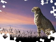 Zachód, Słońca, Gepard