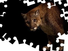 Puma, Ciemność