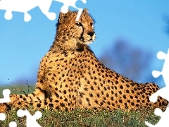 Ciemne, Cętki, Gepard