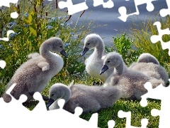 Łabędzie, Małe