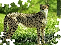 Cętki, Zieleń, Gepard