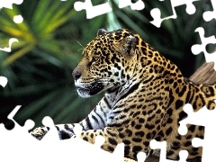 Odpoczynek, Łapa, Jaguar, Drzewo