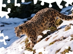 Kamienie, Lampart Śnieżny, Śnieg