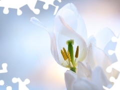 Kwiaty, Płatki, Białe, Tulipany