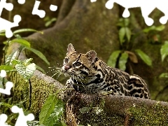Rośliny, Mech, Ocelot, Drzewo
