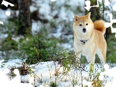 Las, Zima, Akita