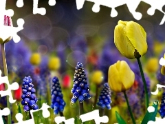 Tulipany, Kwiaty, Makro, Szafirki, Wiosenne