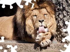 Język, Lew