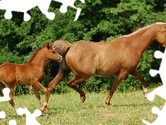 Źrebak, Zieleń, Klacz