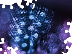Makro, Bokeh, Piórko
