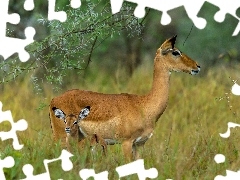Antylopy, Polana, Dwie