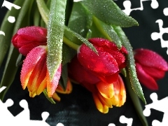Rosy, Krople, Bukiet, Tulipanów