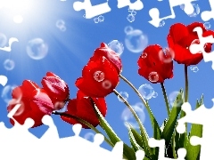 Tulipany, Czerwone, Niebo, Bańki, Słońce