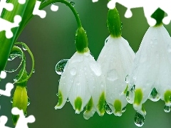 Krople, Rosy, Śnieżyce