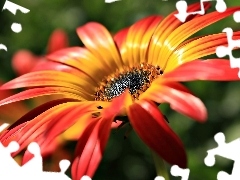 Płatki, Gerbera, Pomarańczowy, Kwiatek