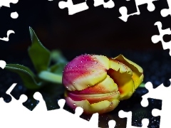 Krople, Tulipan, Żółto, Czerwony
