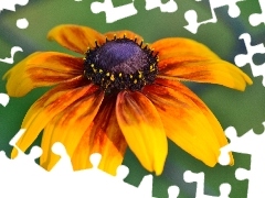 Pomarańczowa, Rudbekia