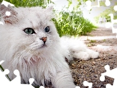 Kot, turecka angora