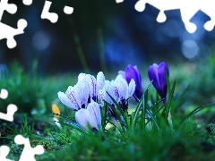 Kwiaty, Wiosna, Krokusy