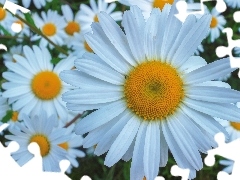 Margerytki