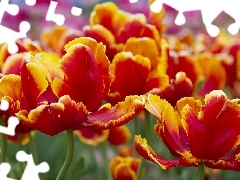 Tulipany