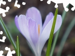 Krokus, Kwiat