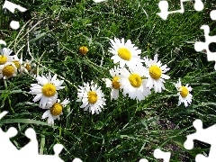 Margerytki, Trawa, Łąka