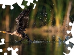 Kormoran, Jezioro