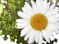 Płatki, Margerytki, Białe