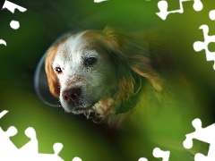 Zbliżenie, Cocker Spaniel