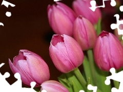 Tulipany