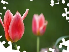 Tulipany, Różowe