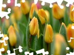 Tulipany, Kwiaty, Żółte