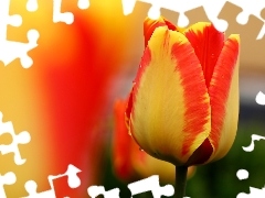 Pomarańczowy, Tulipan, Żółto