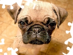 Mops