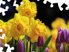 Tulipany, Żonkile