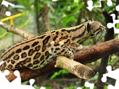 Drzewo, Zoo, Ocelot