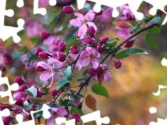 Owocowe, Drzewo, Różowe, Kwiaty
