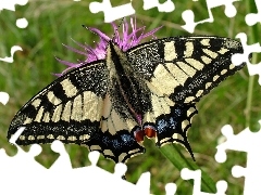 Paź Królowej, Motyl