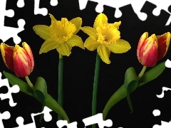 Żonkile, Tulipany