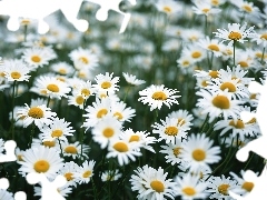 Margerytki