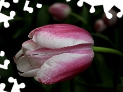 Tulipan